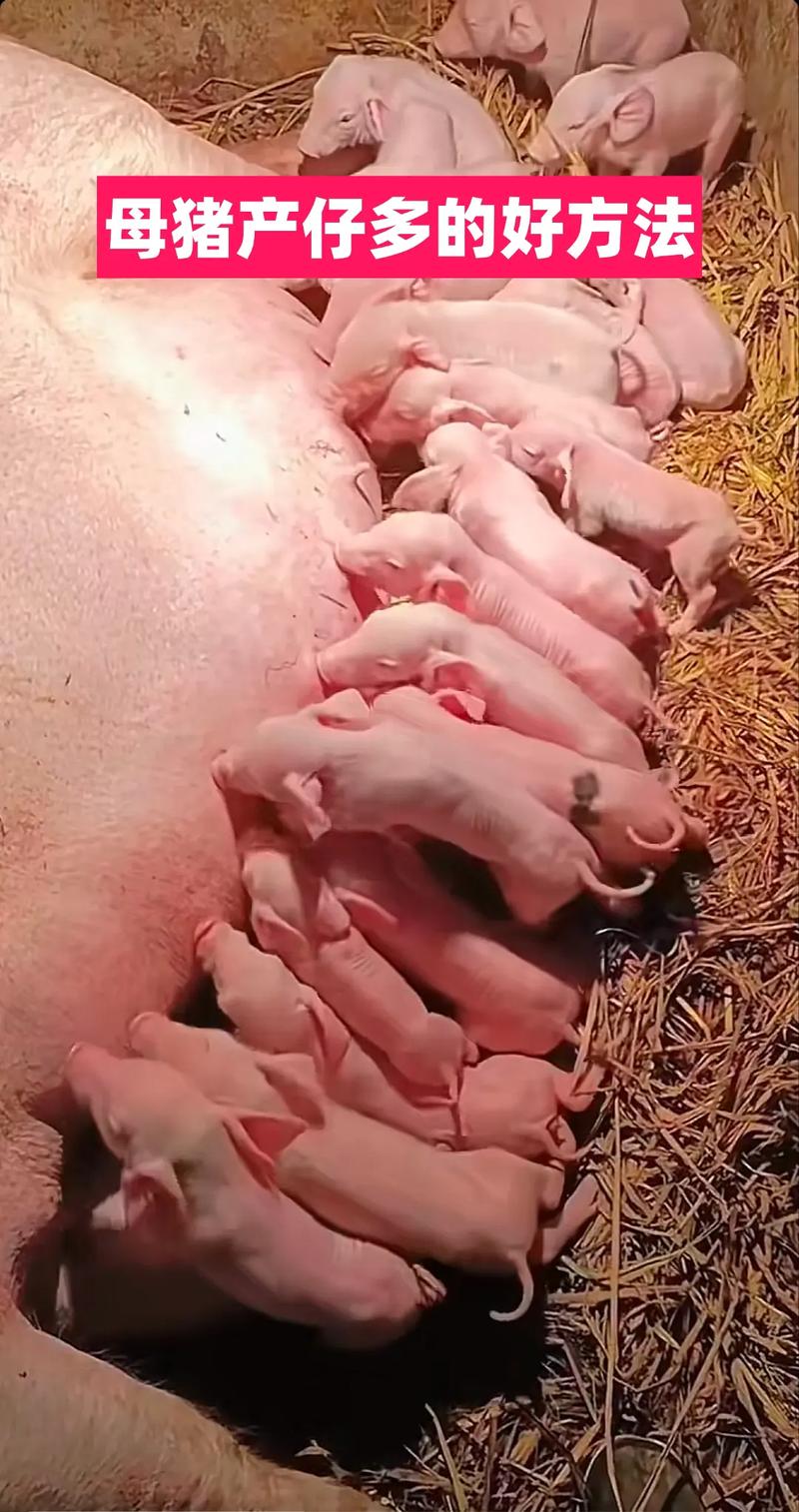母猪养殖管理视频有哪些关键技术要点?-图1 母猪养殖管理视频有哪些关键技术要点?-图1