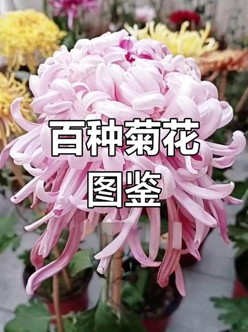 菊花品种颜色花型，各有哪些独特魅力？-图1
