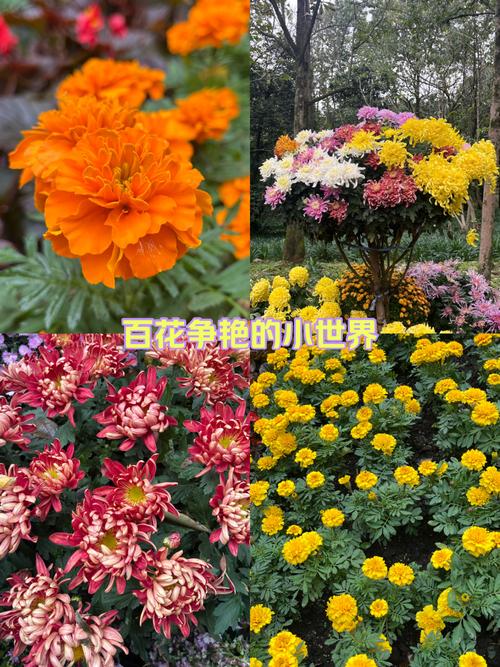 菊花品种颜色花型，各有哪些独特魅力？-图2