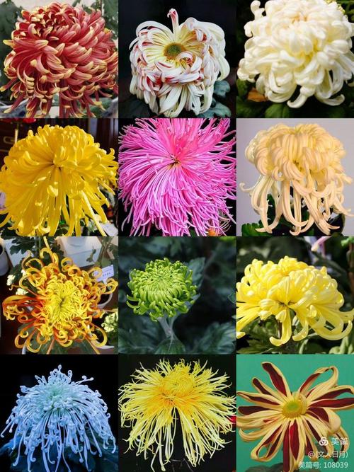菊花品种颜色花型，各有哪些独特魅力？-图3