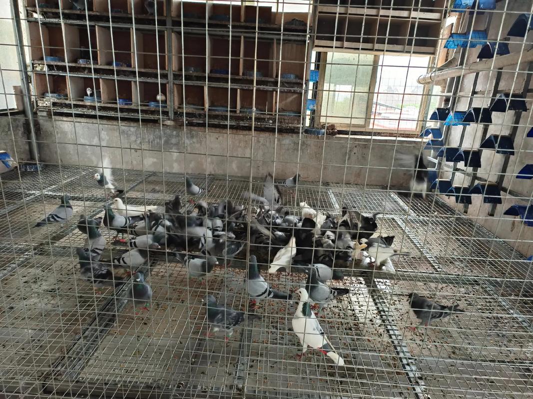 最新鸽子养殖技术视频有哪些要点?-图1 最新鸽子养殖技术视频有哪些要点?-图1