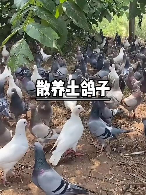 最新鸽子养殖技术视频有哪些要点？-图2