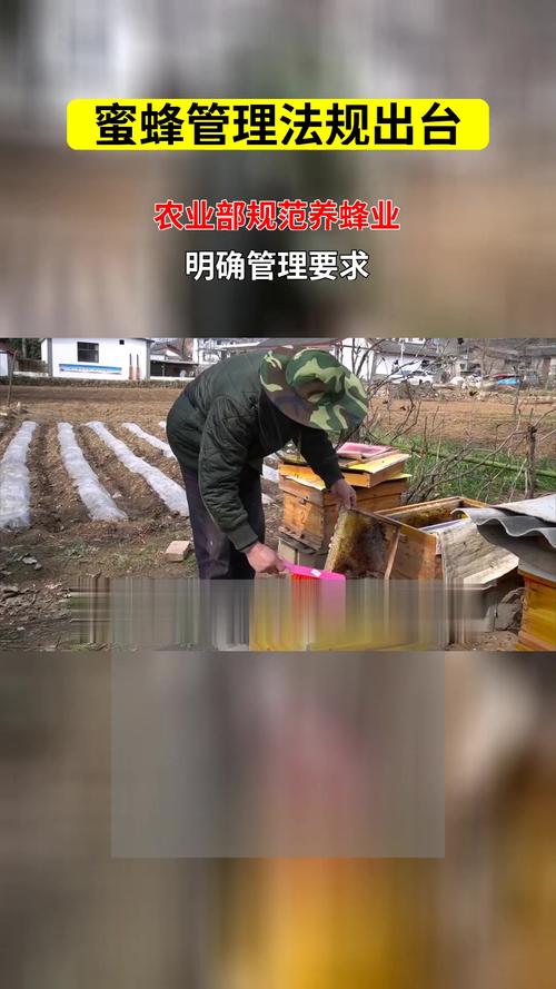 蜜蜂管理技术视频哪里下载？-图3