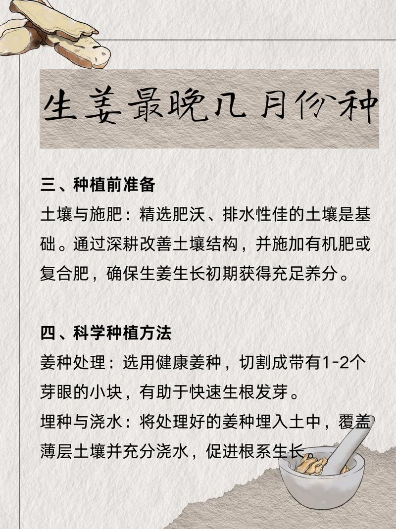 生姜何时种?技术要点有哪些?-图2 生姜何时种?技术要点有哪些?-图2