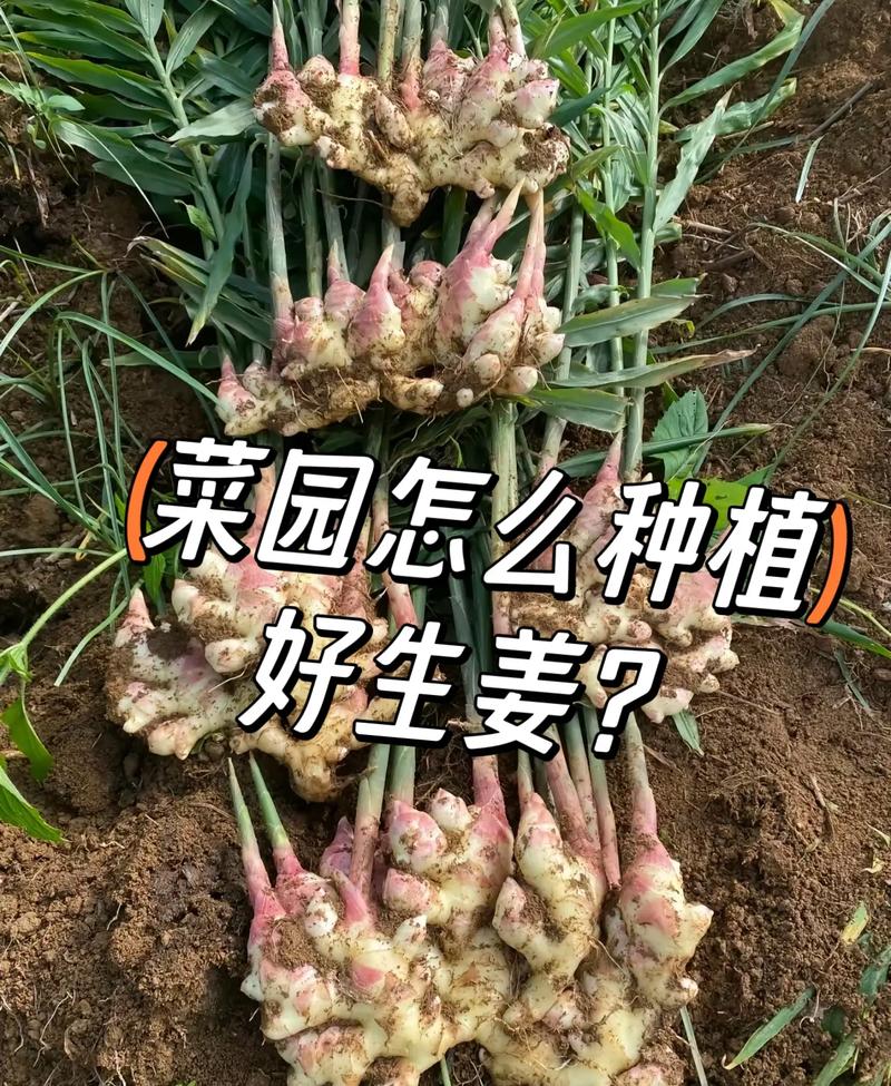 生姜何时种?技术要点有哪些?-图3 生姜何时种?技术要点有哪些?-图3