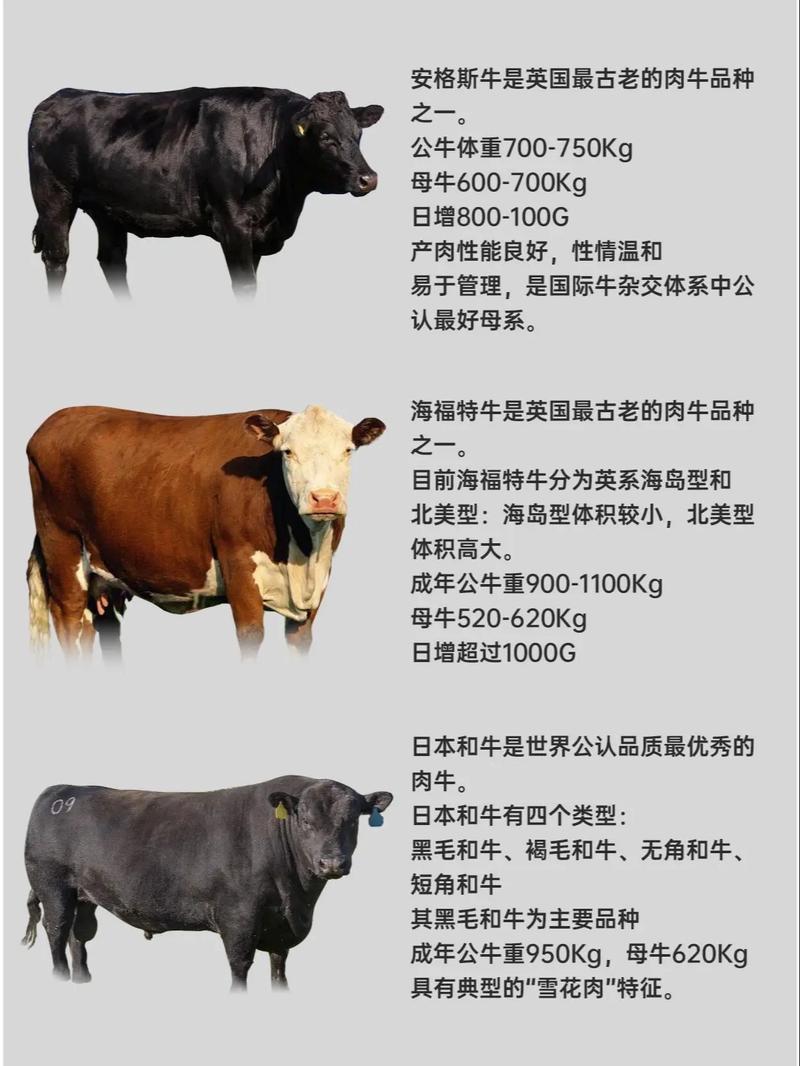 西门塔尔牛3.4代价格为何差异大?-图1 西门塔尔牛3.4代价格为何差异大?-图1