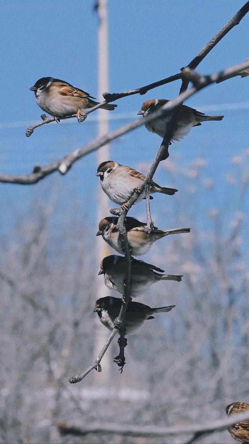 灰鹅头上有包是什么品种?-图1 灰鹅头上有包是什么品种?-图1