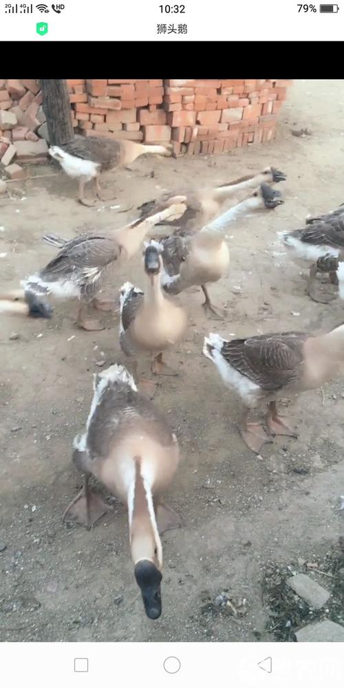 灰鹅头上有包是什么品种?-图3 灰鹅头上有包是什么品种?-图3