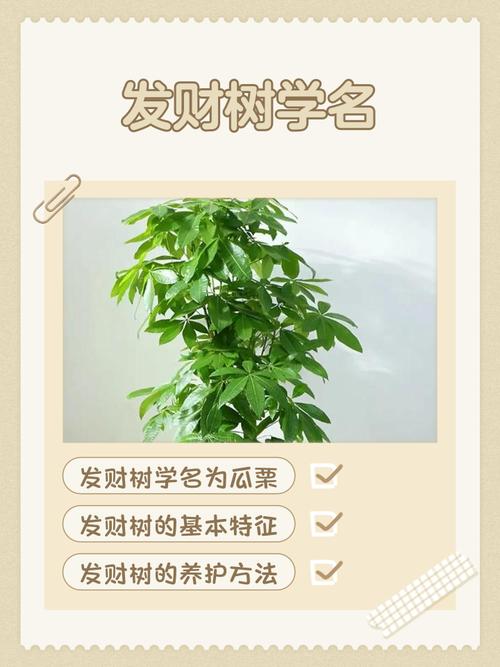 发财树品种多?哪种适合家里养?-图1 发财树品种多?哪种适合家里养?-图1