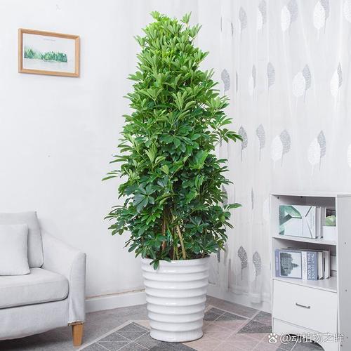 发财树品种多?哪种适合家里养?-图2 发财树品种多?哪种适合家里养?-图2