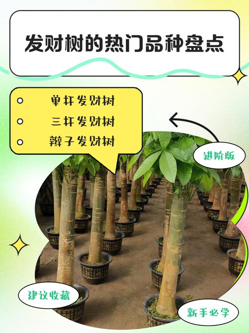 发财树品种多?哪种适合家里养?-图3 发财树品种多?哪种适合家里养?-图3