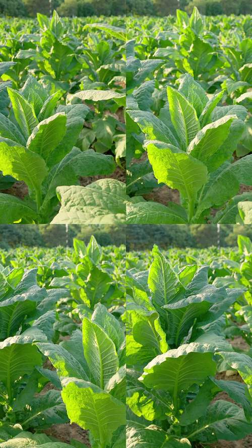 CCTE7烟叶种植技术要点有哪些?-图3 CCTE7烟叶种植技术要点有哪些?-图3