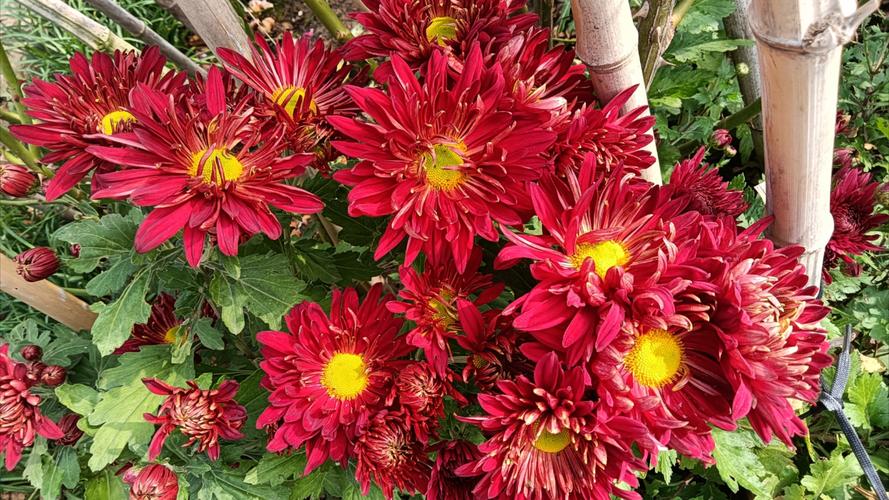 红菊花有哪些常见品种?-图1 红菊花有哪些常见品种?-图1