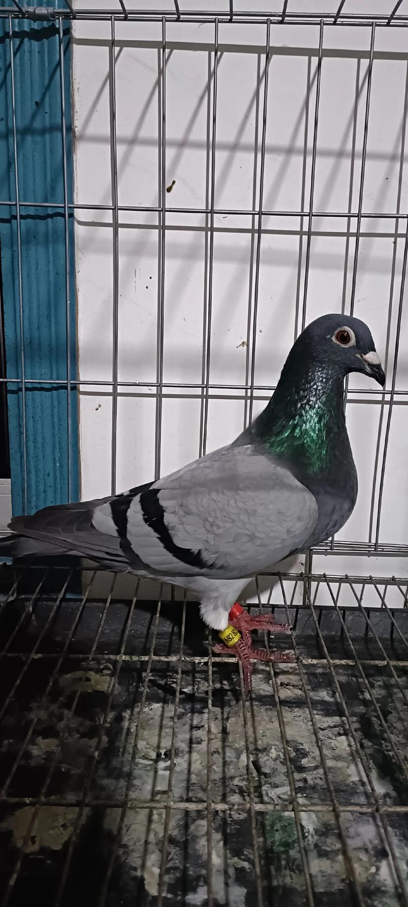 2025年6月乳鸽价格会涨还是跌?-图3 2025年6月乳鸽价格会涨还是跌?-图3