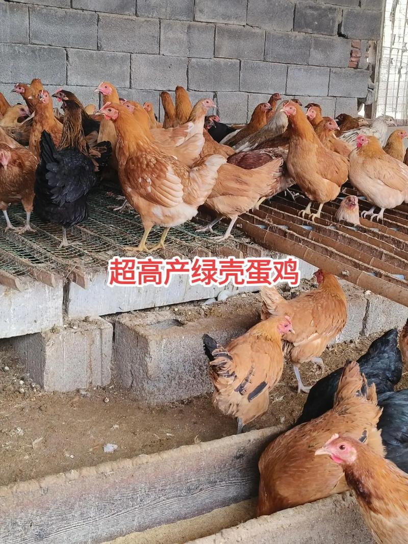产蛋冠军鸡品种是哪个？-图2
