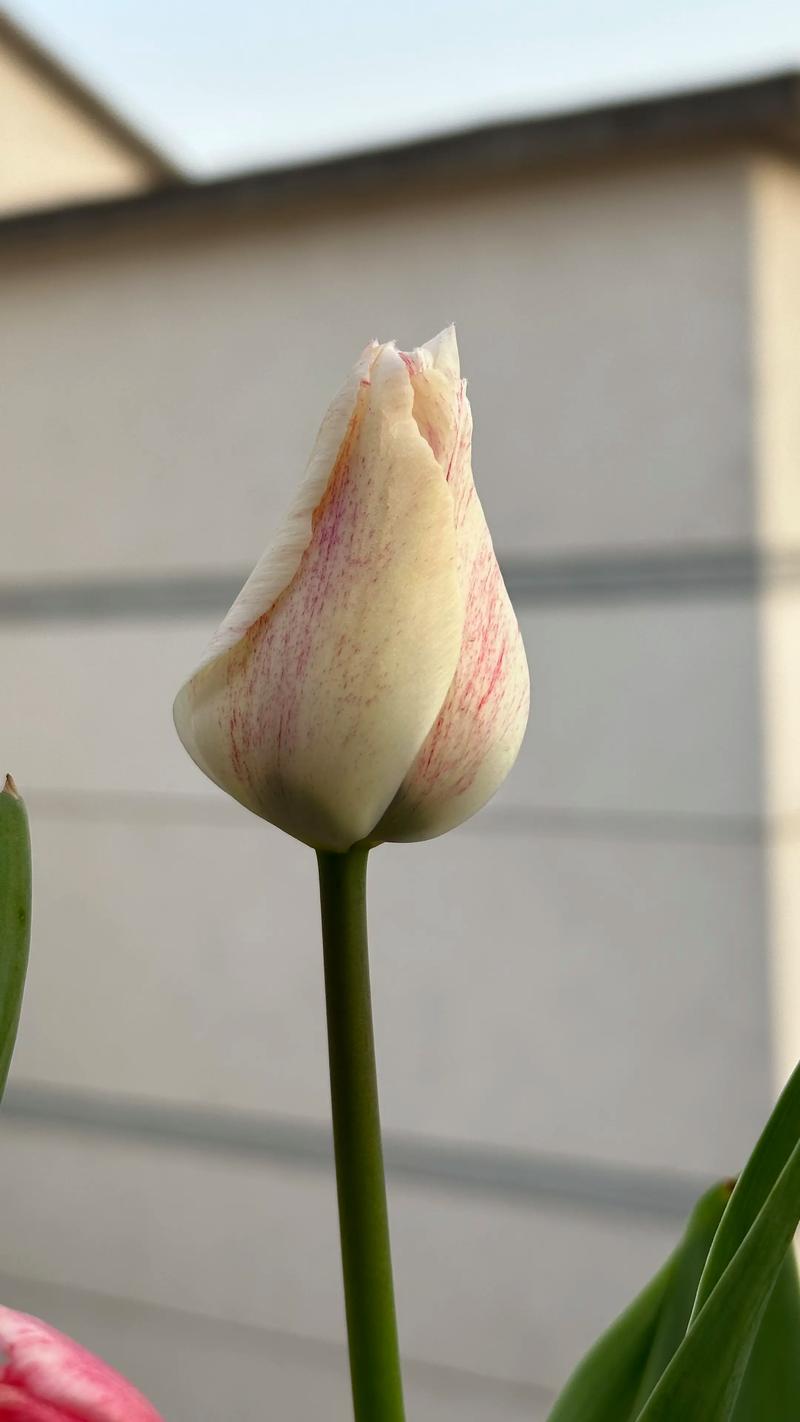 郁金香最稀有品种是什么?-图3 郁金香最稀有品种是什么?-图3