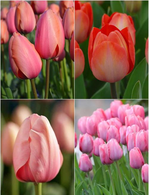 郁金香最稀有品种是什么?-图1 郁金香最稀有品种是什么?-图1