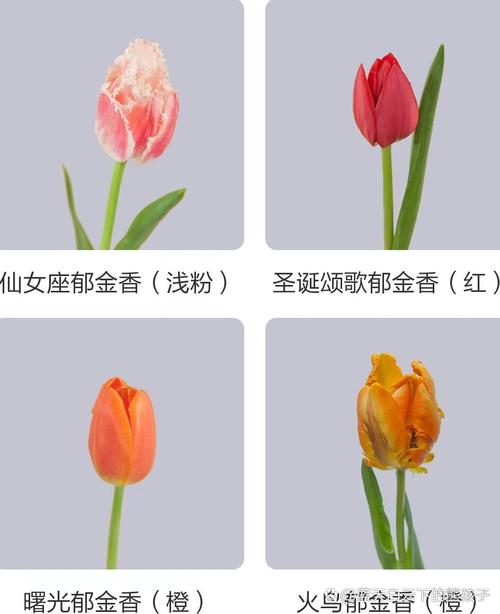 郁金香最稀有品种是什么?-图2 郁金香最稀有品种是什么?-图2