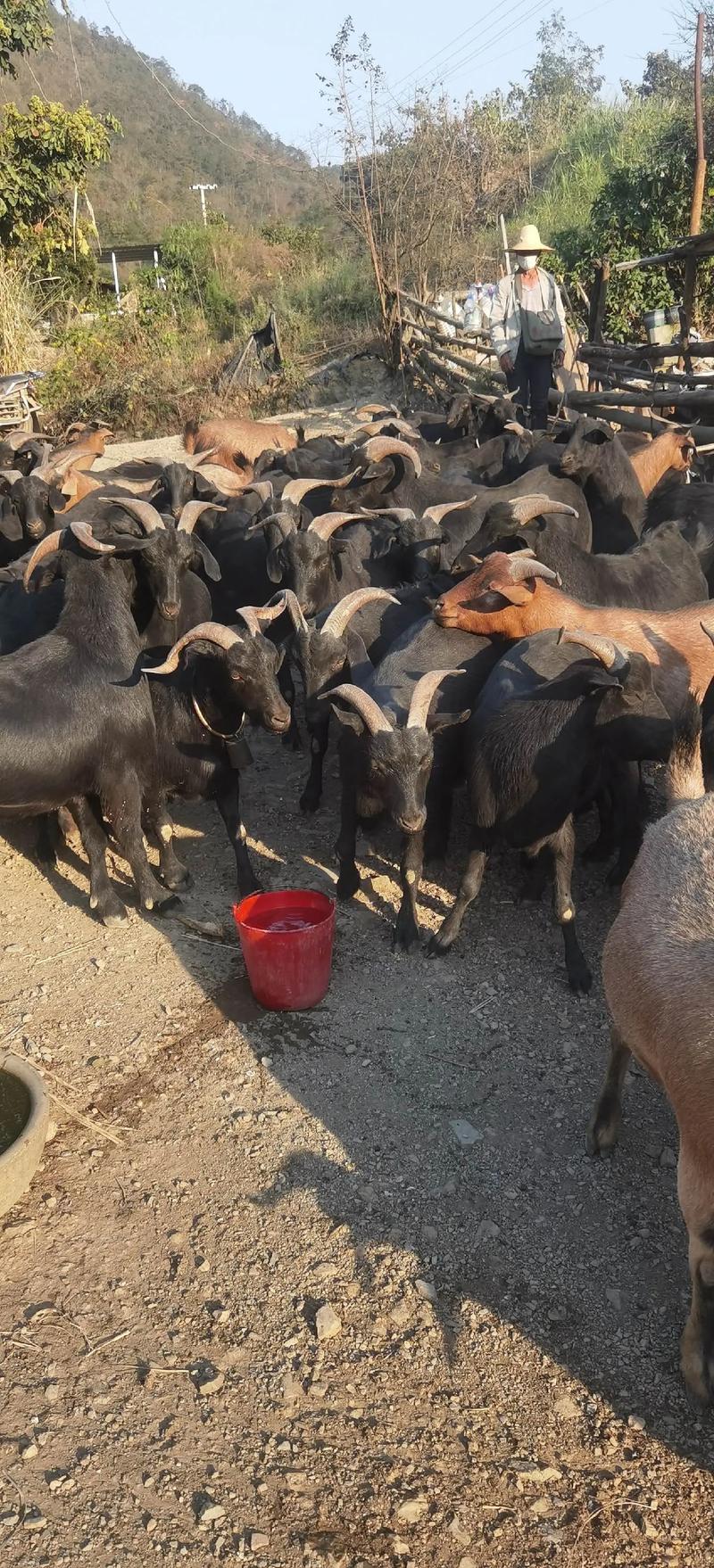 甘肃黑山羊是哪个品种?-图2 甘肃黑山羊是哪个品种?-图2