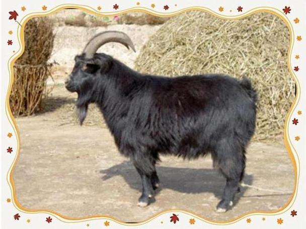 甘肃黑山羊是哪个品种?-图1 甘肃黑山羊是哪个品种?-图1