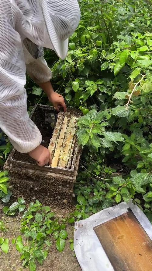 中华蜂养蜂技术视频全集有哪些核心要点?-图2 中华蜂养蜂技术视频全集有哪些核心要点?-图2