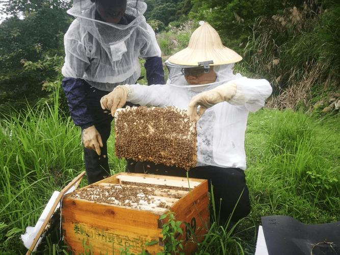 中华蜂养蜂技术视频全集有哪些核心要点?-图3 中华蜂养蜂技术视频全集有哪些核心要点?-图3