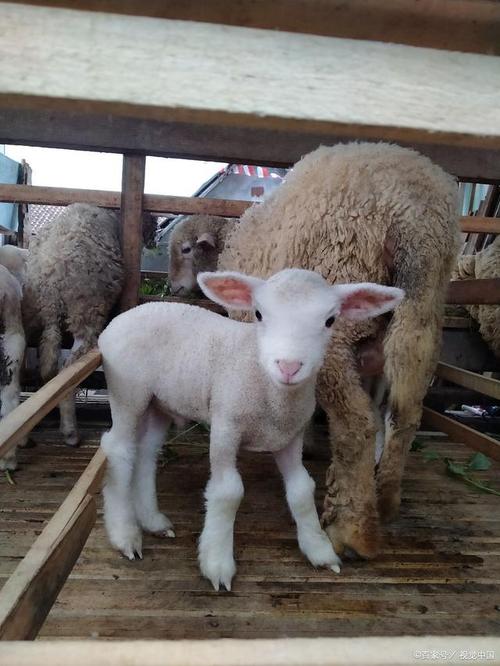 白山羊养殖技术哪里免费下载?-图1 白山羊养殖技术哪里免费下载?-图1