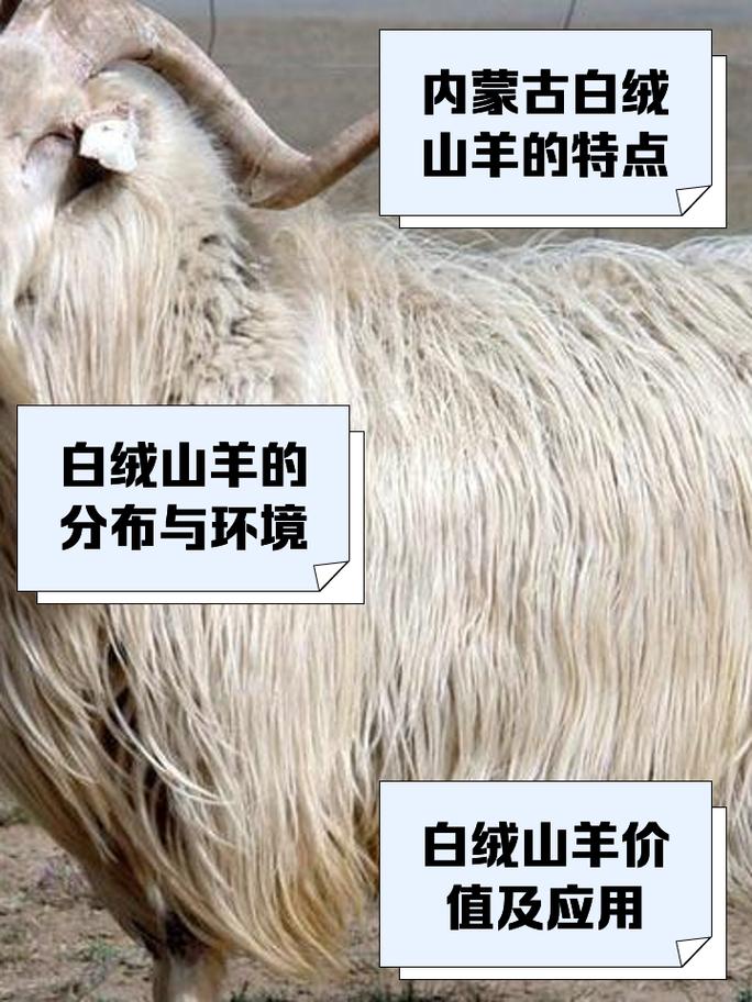 白山羊养殖技术哪里免费下载?-图3 白山羊养殖技术哪里免费下载?-图3