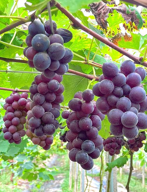 12月成熟葡萄品种有哪些?-图1 12月成熟葡萄品种有哪些?-图1