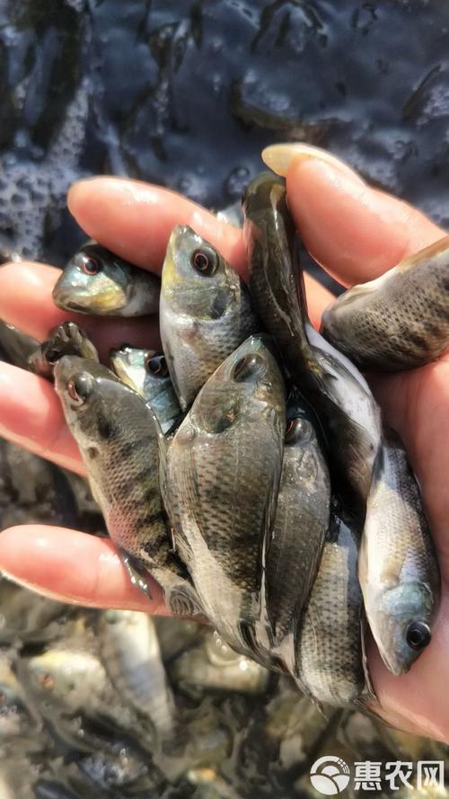 广西吉富罗非鱼养殖技术有哪些关键要点？-图2