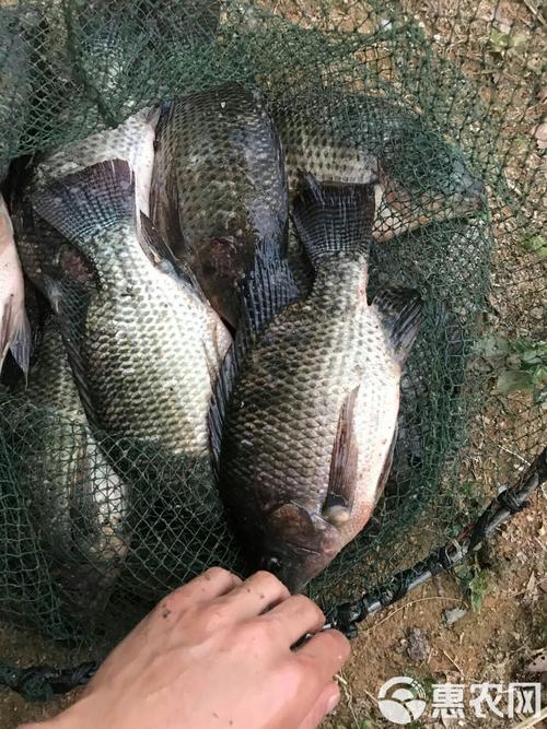 广西吉富罗非鱼养殖技术有哪些关键要点?-图1 广西吉富罗非鱼养殖技术有哪些关键要点?-图1