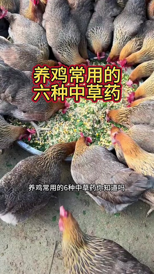 中药养鸡配方如何配才高效?-图3 中药养鸡配方如何配才高效?-图3
