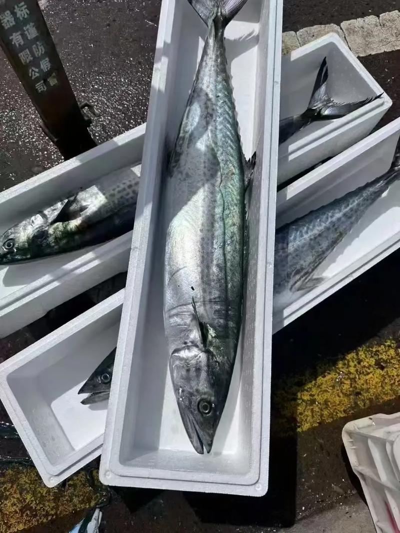 2025年大鲅鱼价格会涨还是跌?-图1 2025年大鲅鱼价格会涨还是跌?-图1