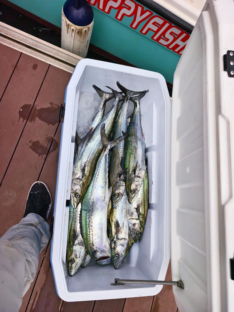 2025年大鲅鱼价格会涨还是跌?-图3 2025年大鲅鱼价格会涨还是跌?-图3