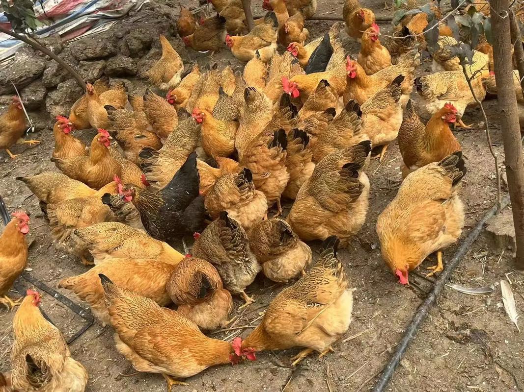 四川哪里能买到正宗老品种土鸡？-图2