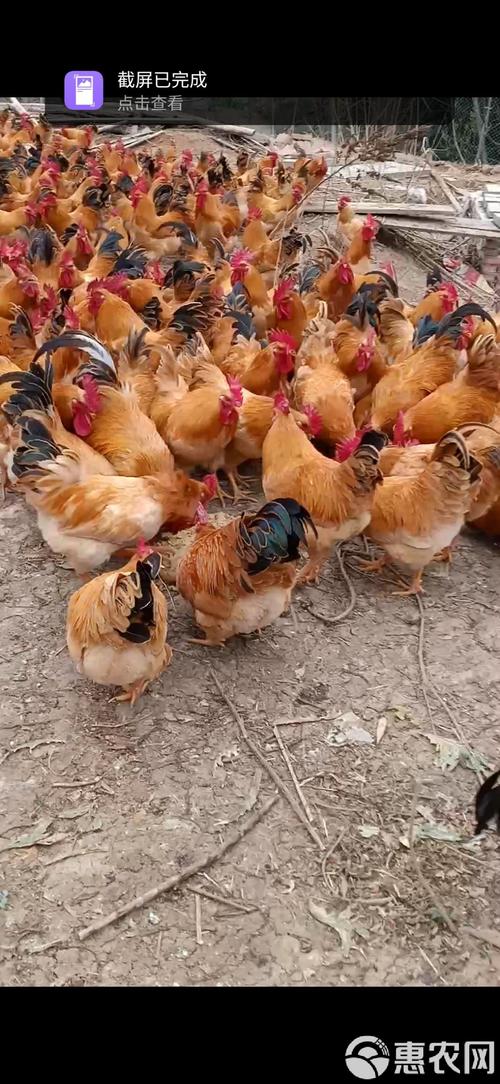 四川哪里能买到正宗老品种土鸡？-图3