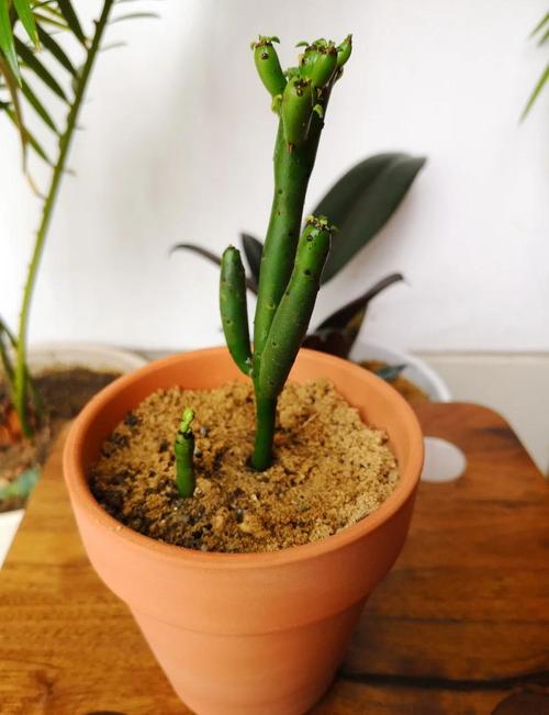 光棍树秋季扦插，成活率关键在哪些细节？-图1