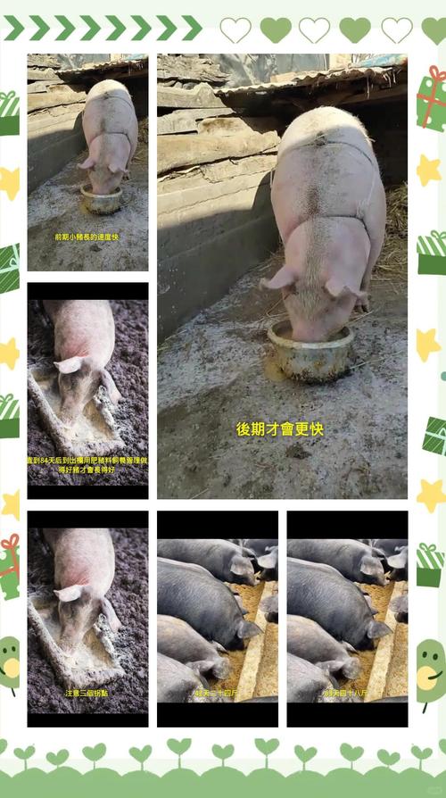 养猪技术视频有哪些?-图3 养猪技术视频有哪些?-图3