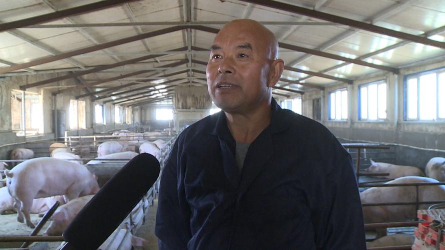 养猪技术视频有哪些?-图2 养猪技术视频有哪些?-图2