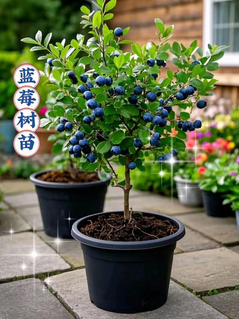 四川盆栽蓝莓选什么品种好?-图1 四川盆栽蓝莓选什么品种好?-图1
