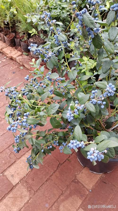 四川盆栽蓝莓选什么品种好？-图3