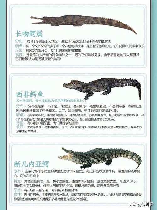 鳄鱼宠物品种怎么选？-图2