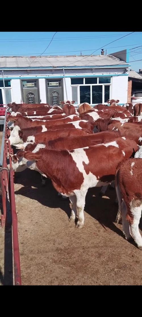 东北养啥牛品种长得大？-图3