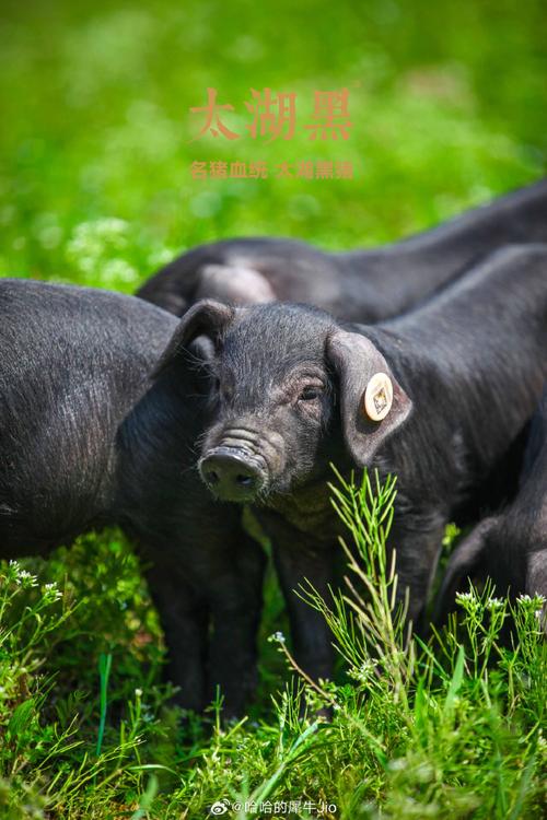 黑猪配什么品种能出花猪?-图3 黑猪配什么品种能出花猪?-图3