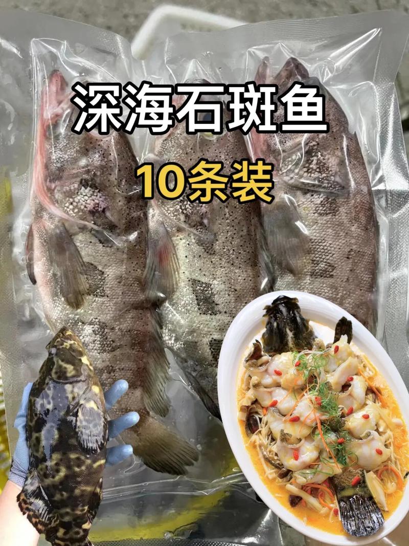 海南石斑鱼价格2025-图1 海南石斑鱼价格2025-图1