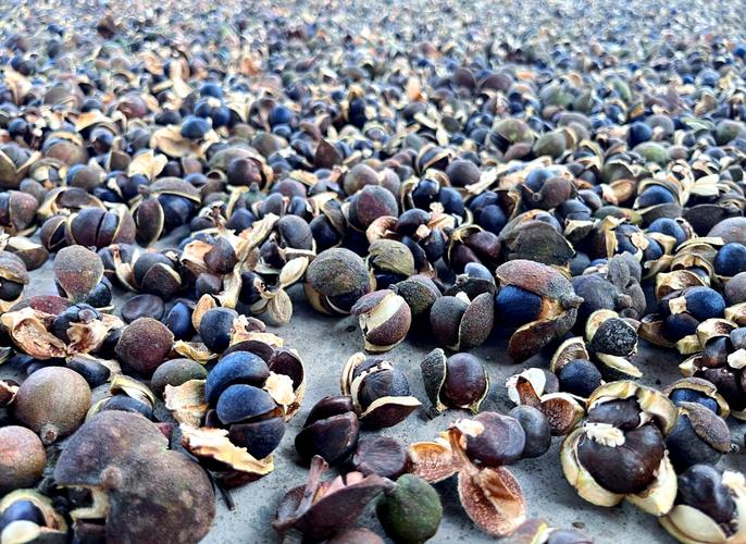 茶叶种子什么品种好？-图1