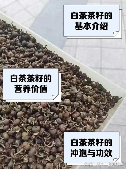 茶叶种子什么品种好？-图2