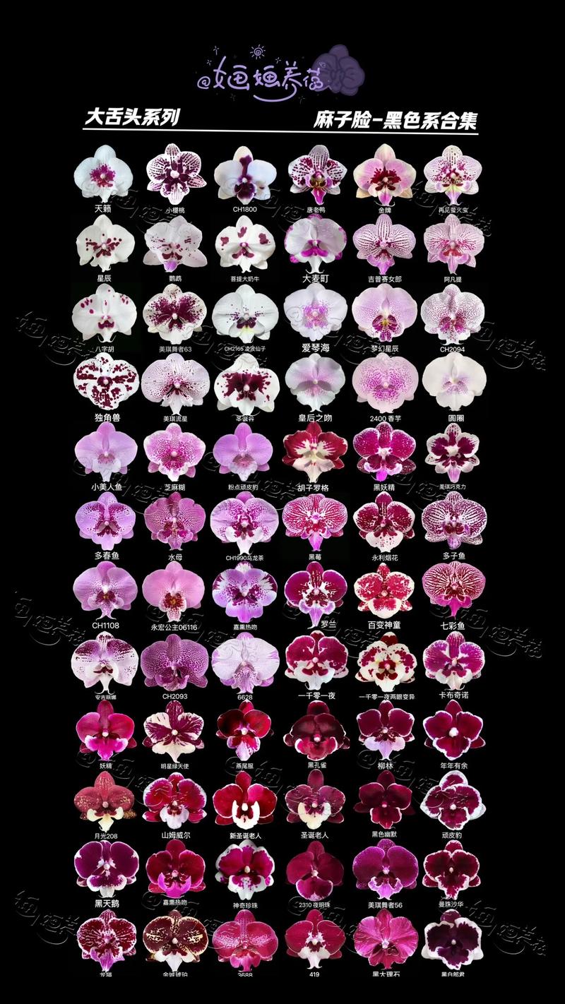 蝴蝶兰最珍贵品种是哪些？-图3