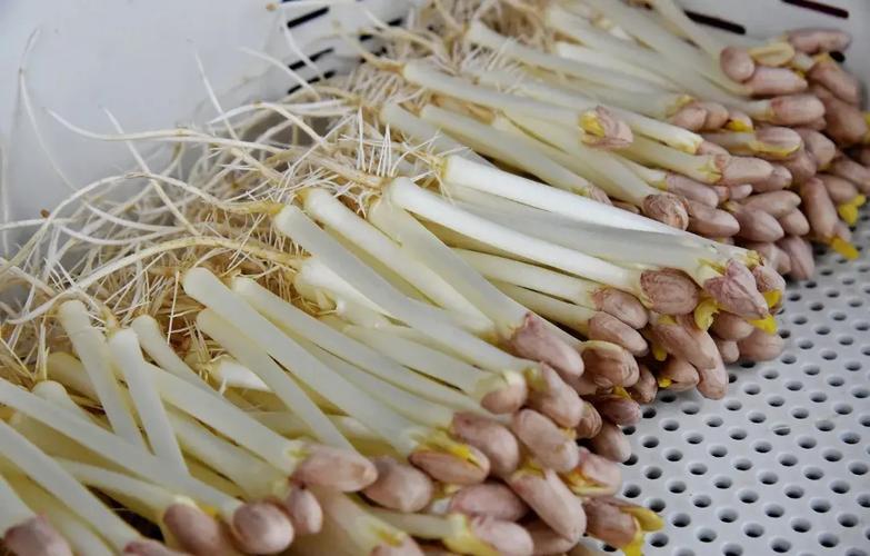 芽苗菜致富技术,在家能轻松赚钱吗?-图1 芽苗菜致富技术,在家能轻松赚钱吗?-图1