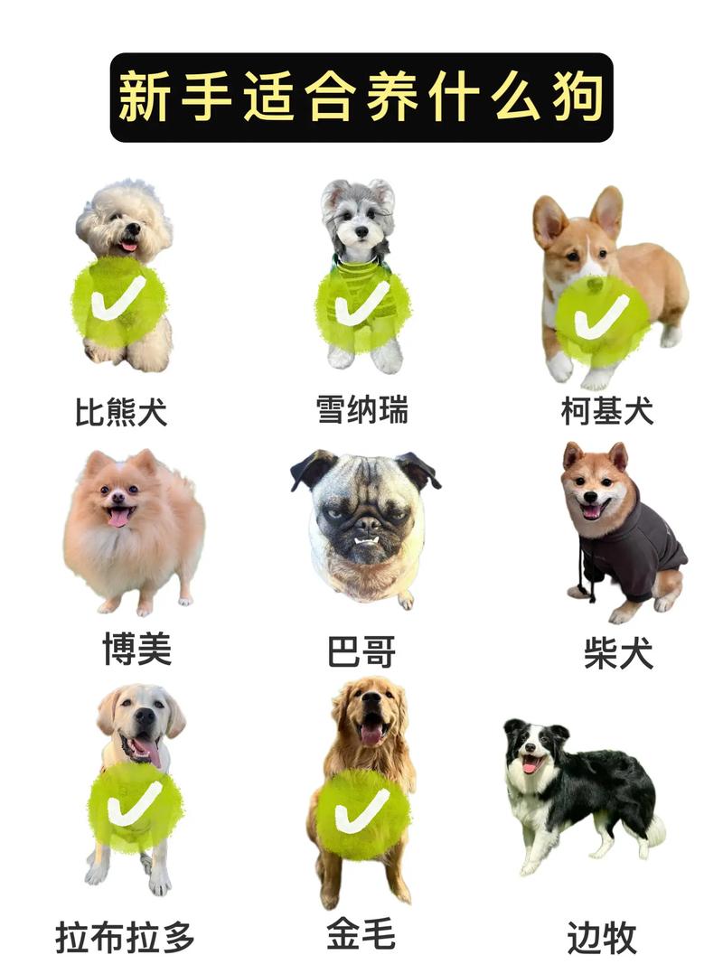 养肉狗选什么品种最合适?-图3 养肉狗选什么品种最合适?-图3